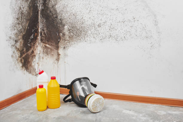 Professional Mold Remediation in Greensboro, NC
